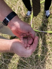 Melanoplus bivittatus