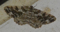 Peribatodes secundaria