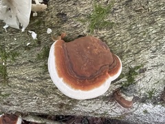 Ganoderma resinaceum