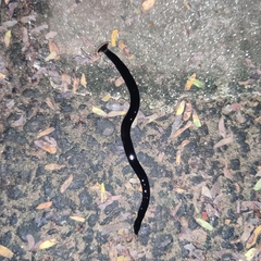 Bipalium univittatum