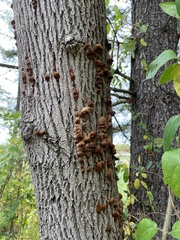 Hypoxylon fragiforme