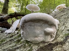 Ganoderma resinaceum