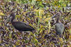 Plegadis falcinellus