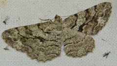 Peribatodes secundaria