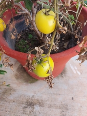 Solanum lycopersicum