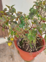 Solanum lycopersicum