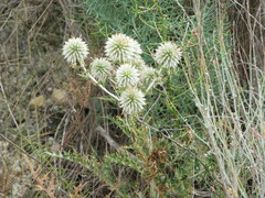 Echinops