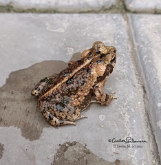 Incilius marmoreus
