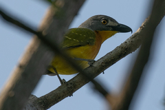 Malaconotus blanchoti
