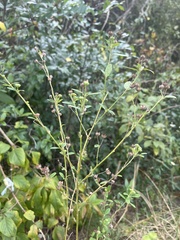 Verbena brasiliensis