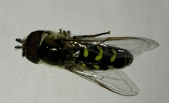 Lapposyrphus lapponicus