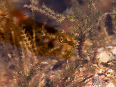 Skeneopsis planorbis