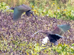 Plegadis falcinellus