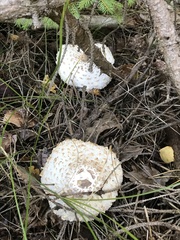 Chlorophyllum rhacodes