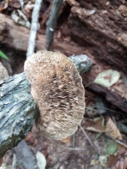 Daedaleopsis confragosa