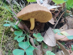 Xerocomellus diffractus