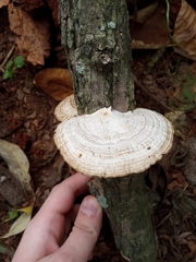 Daedaleopsis confragosa