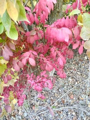 Euonymus alatus