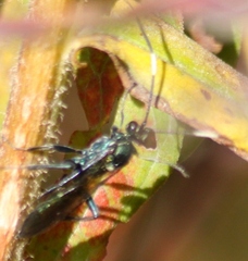 Platylabus clarus