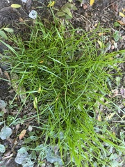 Carex muskingumensis