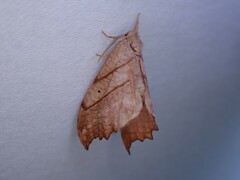 Drepana bilineata
