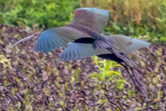 Plegadis falcinellus