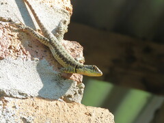 Tropidurus catalanensis