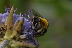 Eristalis intricaria
