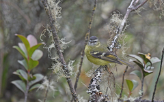 Phyllomyias nigrocapillus