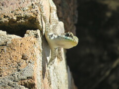Tropidurus catalanensis