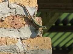 Tropidurus catalanensis
