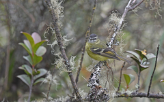 Phyllomyias nigrocapillus