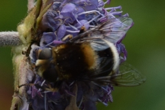 Eristalis intricaria