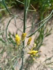 Brassica napus