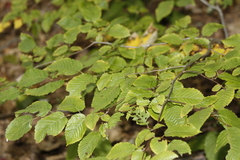 Carpinus