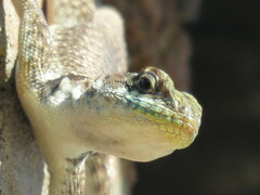 Tropidurus catalanensis