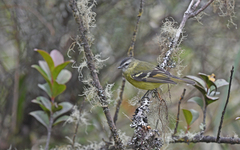 Phyllomyias nigrocapillus
