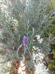 Lavandula dentata