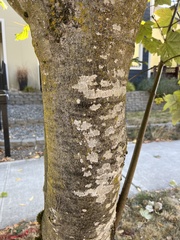Acer pseudoplatanus
