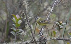 Phyllomyias nigrocapillus