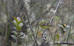 Phyllomyias nigrocapillus