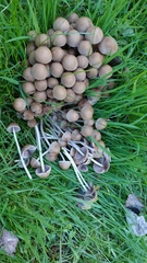 Coprinellus