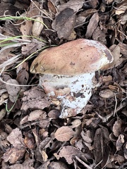 Butyriboletus querciregius