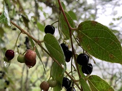 Gaultheria leucocarpa