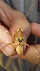 Pyrgocorypha uncinata