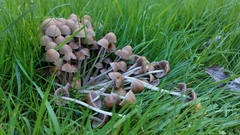 Coprinellus