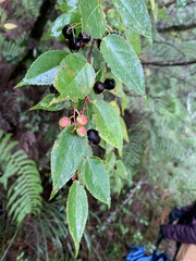 Gaultheria leucocarpa