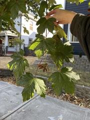 Acer pseudoplatanus