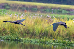 Plegadis falcinellus