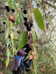 Gaultheria leucocarpa